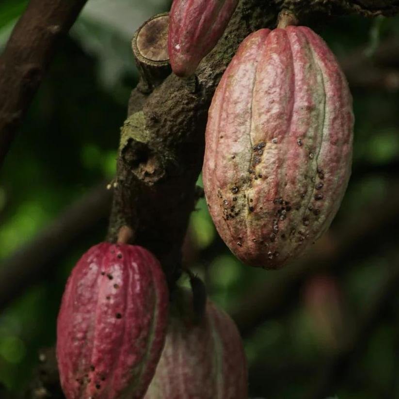 Callebaut Chocolate  Company